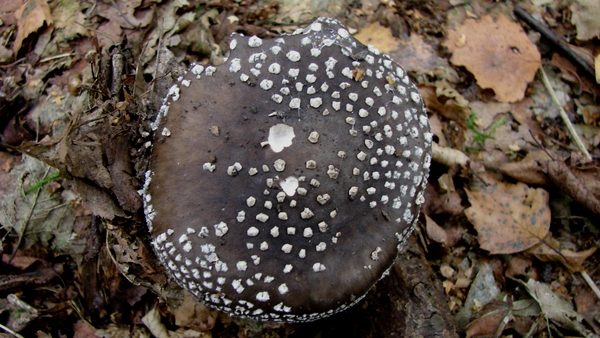 Paddenstoelen