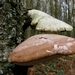 champignons014