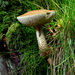 champignons016