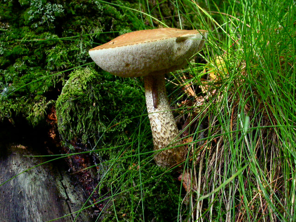 Paddenstoelen