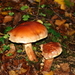 champignons017