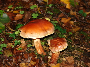 champignons017