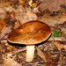 champignons020