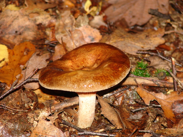Paddenstoelen