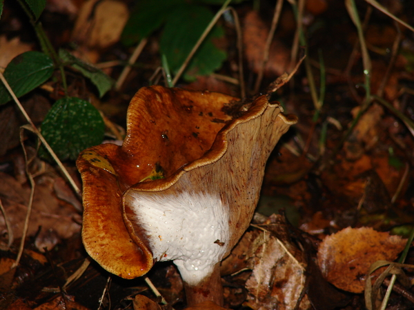 Paddenstoelen