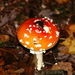 champignons025