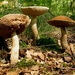 champignons oignies007