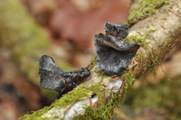 Paddenstoelen