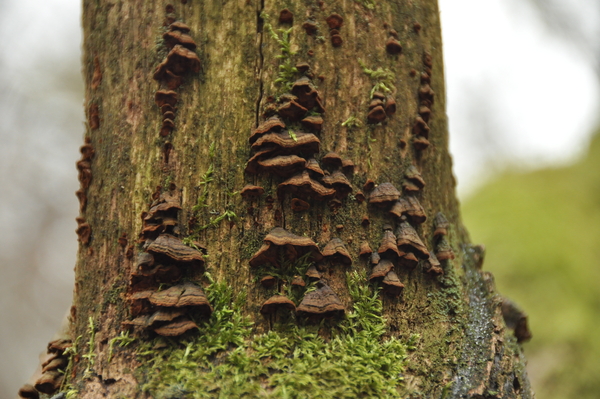 Paddenstoelen