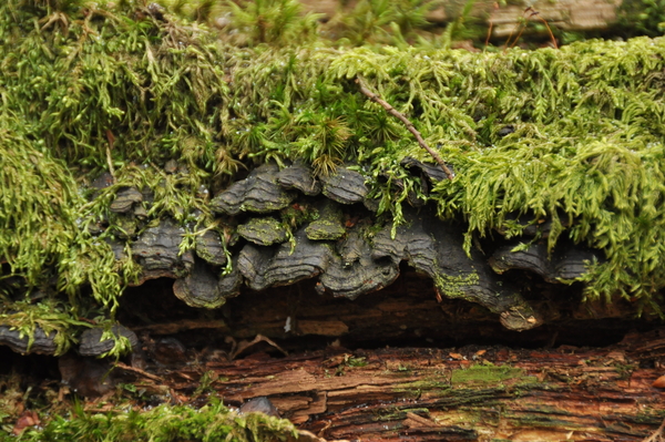 Paddenstoelen