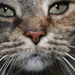 kat
