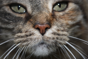 kat
