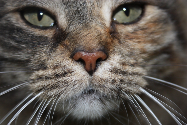 kat