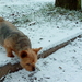 winter-2-01-2010_008