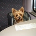 Met de trein