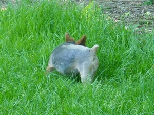 zie je me nog in het hoog gras