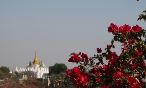 Bougainvillea