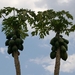 Papaya