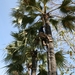 Palmbomen