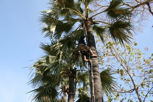 Palmbomen