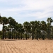 Landschap met palmbomen alom