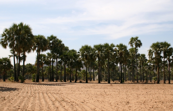 Landschap met palmbomen alom