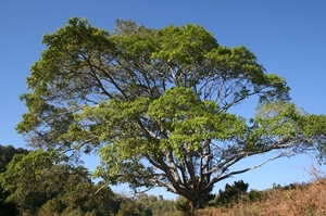 Prachtige immens grote Boeddha boom