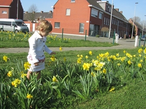 Paasbloem