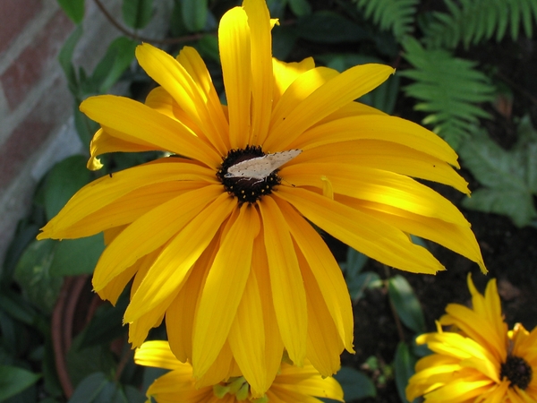 00268 rudbekkia met vlinder