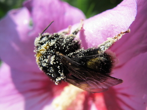 Hommel onder het stuifmeel