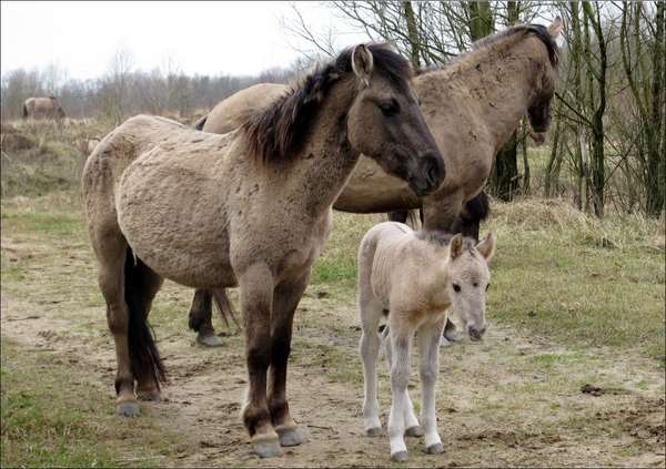 jonge konik