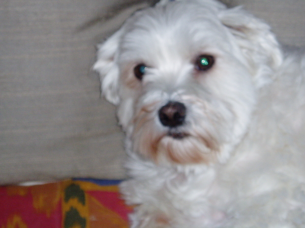 Dit is ons tinneke,4 jaar oud