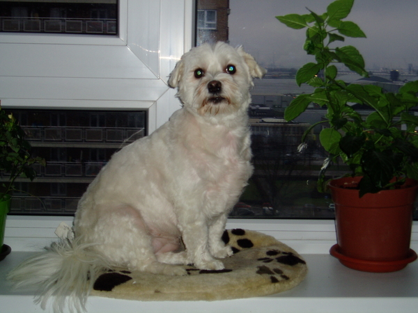 ik woon wel op het 11e maar kan toch aan het raam zitten hoor