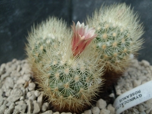 escobaria - gymnocactus - acharagma roseana 1