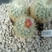 escobaria - gymnocactus acharagma roseana