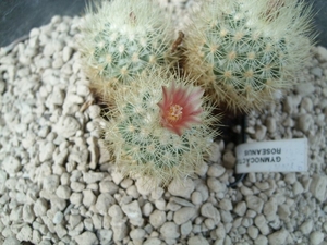 escobaria - gymnocactus acharagma roseana
