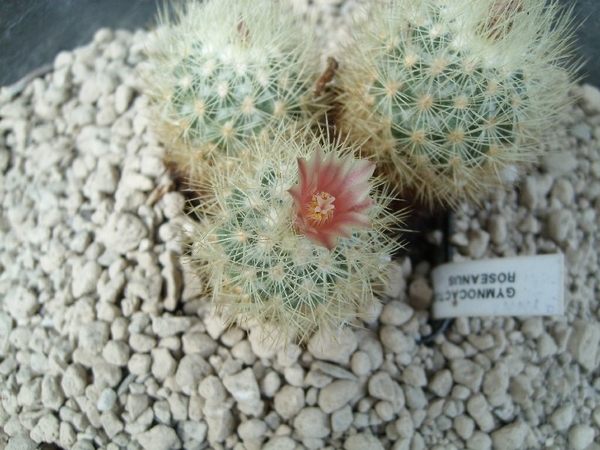 escobaria - gymnocactus acharagma roseana