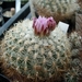 gymnocactus  knuthianus