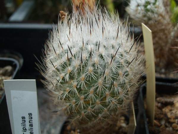 Gymnocactus  subterraneus v.zaragosae 1