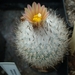 Gymnocactus subterrneus v.zaragosae