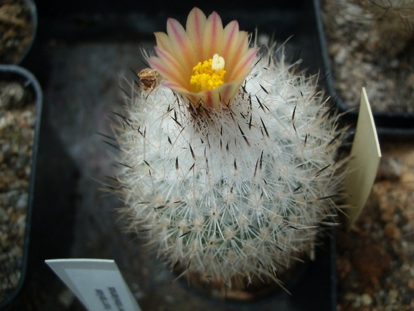 Gymnocactus subterrneus v.zaragosae