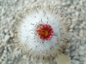 Gymnocactus beguinii 1