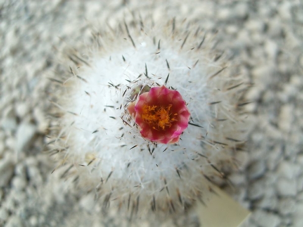 Gymnocactus beguinii 1
