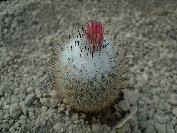 Gymnocactus beguinii 2