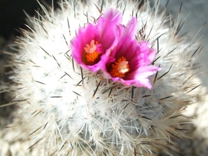gymnocactus booleanus