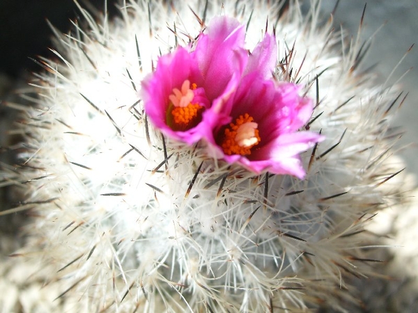 gymnocactus booleanus