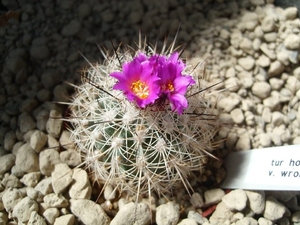gymnocactus horripillus v. wroebelianus