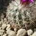 gymnocactus horripillus v. wroebelianus 1