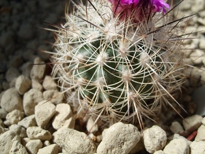 gymnocactus horripillus v. wroebelianus 1