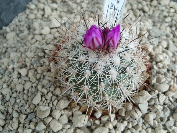 Gymnocactus horripilus v. wrobelianus